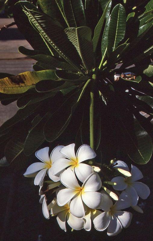 WT 0400 099-17 Australia.jpg